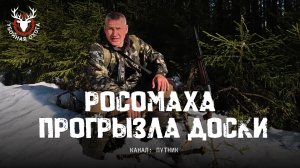 Росомаха прогрызла доски | Путник