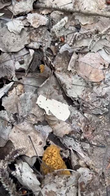 Гриб Сморчковая шапочка. Первые пошли.