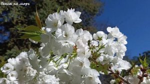 Адлер. В сквере Дружбы народов зацвела белая сакура. Апрель 2026 года