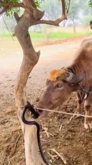 Смачная змея попалась