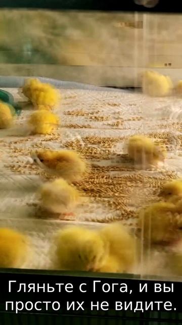 ТРИГГЕРНУЛ перепелок 🐦 Принес цыплят и… СМОТРИ! 😱✨