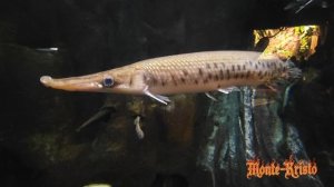 Океанариум в Санкт Петербурге Deep Blue: Магия подводного мира в сердце Петербурга 🌊