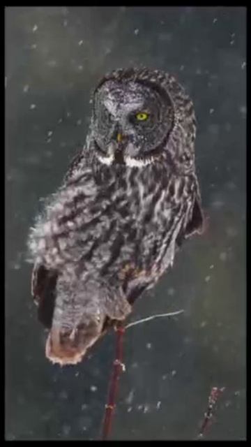 Призрак Севера- Серая сова