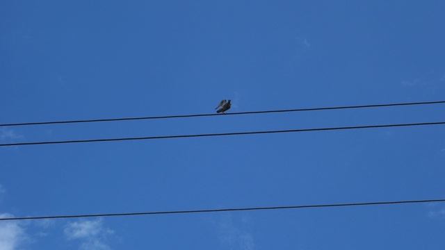 Травник на проводе