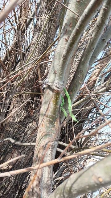 О лентах и ленточках на деревьях 
🪾🌲🌳