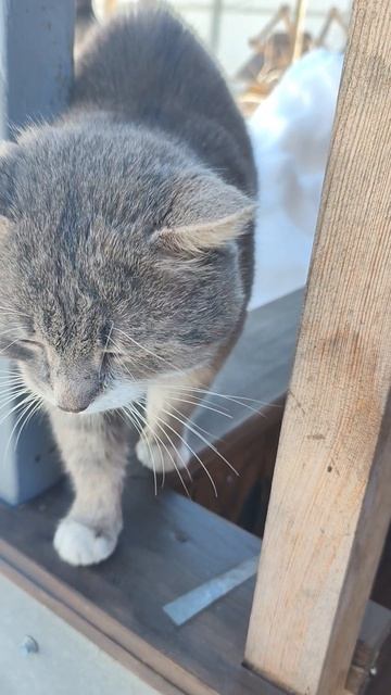 Здорово.#котсозвучкой#питомцы#юмор#котики