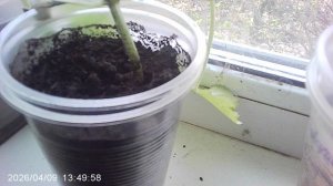 Обзор кабачка сорта "Чёрный Красавец" посеянного в январе 2026