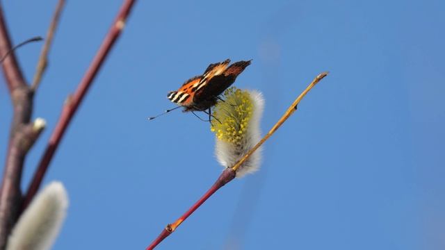 Бабочки проснулись