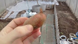 Секрет Как Сажать Картошку Чтобы Быстрее Проросла