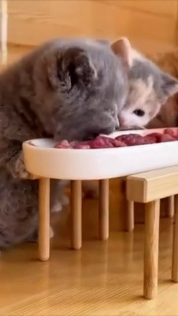 Смешные коты #118-1