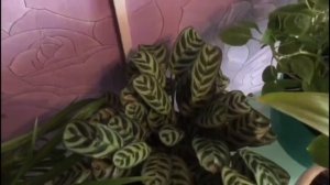 Обзор Комнатных растений