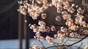 Напишите всего одно СЛОВО на стекле 12 апреля.