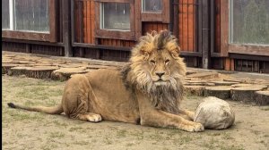 Хорошо, когда можно наслаждаться жизнью без визгов местных сумасшедших за стеклом