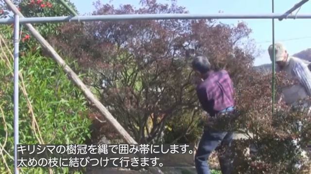 Узлы для юкицури