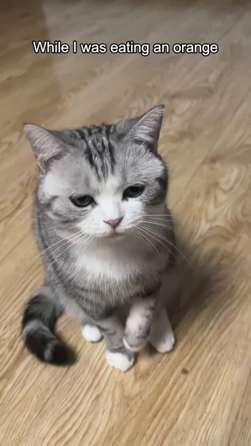 Коты не любят апельсины