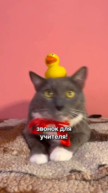 Kotiynet — СЛОМАЛ ЛОГИКУ УЧИТЕЛЕЙ