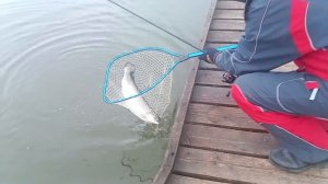 Очередная поимка Форели