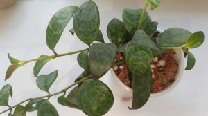 Результаты пересадки Эсхинантуса мраморного на фитильный полив, через 19 и 42 дня.