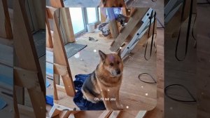 1000055825.mp4 (Собака наблюдает за устройством лестницы на 2-ой этаж в доме А-фрейм)