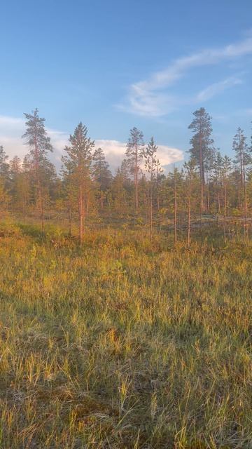 Тишина тундры