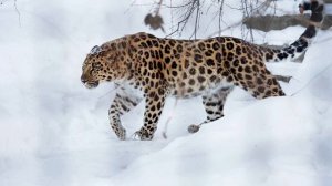 Сообщение для Океана