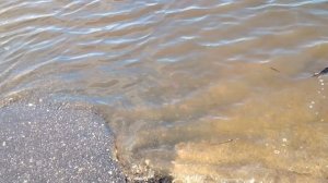 Полноводная Ока....