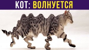 КОТ (волнуется) Приколы с котами