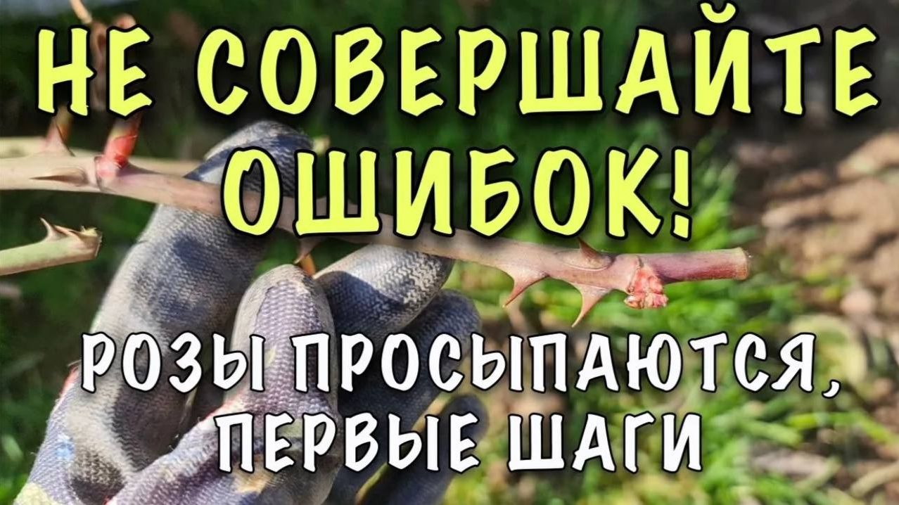 С чего начинается работа с розами и предпосевная подготова.