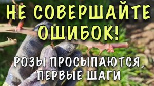 С чего начинается работа с розами и предпосевная подготова.