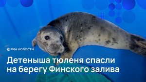 Детеныша тюленя спасли на берегу Финского залива