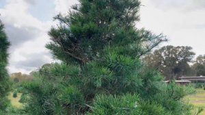 GIANT Christmas Tree Prank!