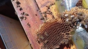 Как проходит лечение и профилактика моих пчел от вирусов.