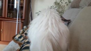 Леся и Сёма - Клянчит прощения