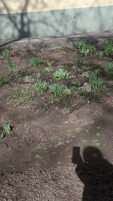 Цветочки распустились