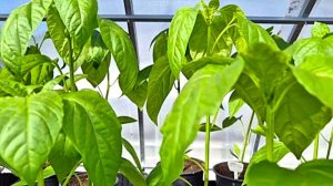 Обзор рассады перцев и баклажанов на 50 день после посева