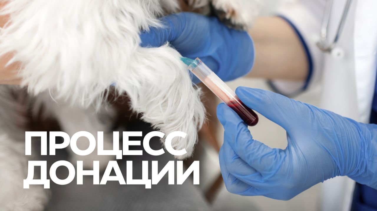 Банк крови животных БИОТА