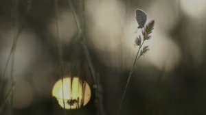 Макро в HDR: новый ракурс