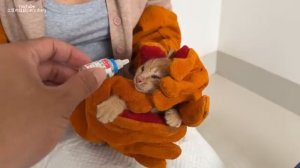 Самый свирепый котёнок в мире.