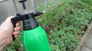 Провела опрыскивание рассады томатов для повышения устойчивости к ХОЛОДОВОМУ ШОКУ. 12.04.2026.