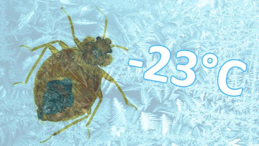 При какой минусовой температуре замерзают клопы и как быстро они погибают при -23°С?