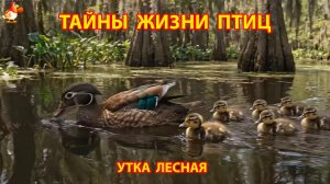 Тайны жизни птиц в природе – Утка лесная