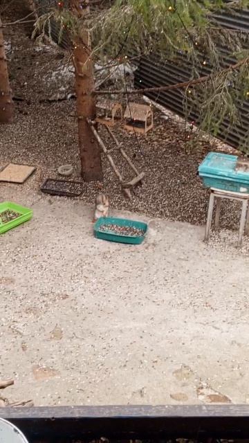 поздравление от белочки Маши