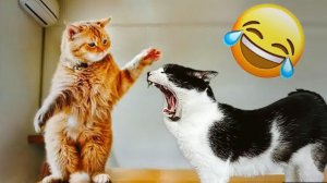 СМЕШНЫЕ КОТЫ | ЛУЧШИЕ ПРИКОЛЫ С КОТАМИ, КОШКИ, ЖИВОТНЫЕ, СМЕШНОЕ ВИДЕО
