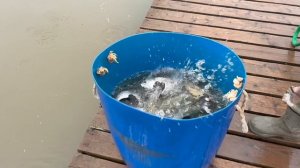 Поимки форели !!!