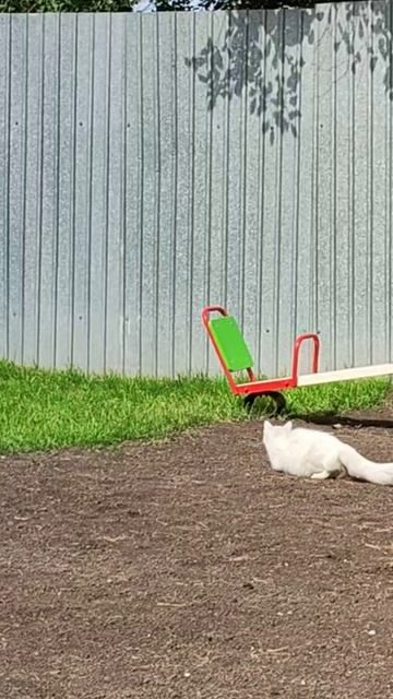 Кошка на охоте. Кошки