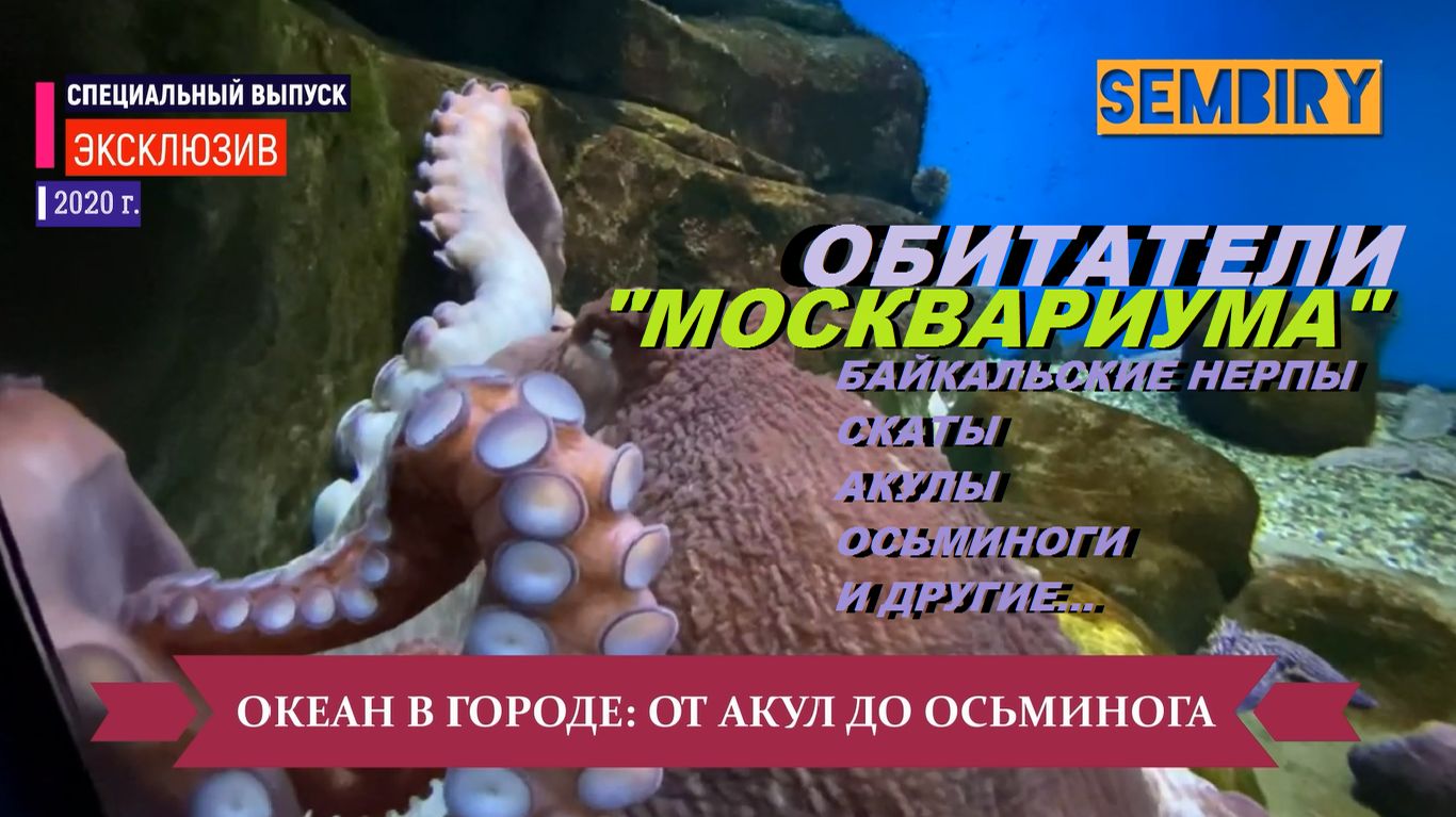 ОКЕАН В ГОРОДЕ. ОБИТАТЕЛИ МОСКВАРИУМА: СКАТЫ. ОСЬМИНОГИ. ЭКСКЛЮЗИВ. ЕЖЕДНЕВНО. Выпуск от 21.06.2021
