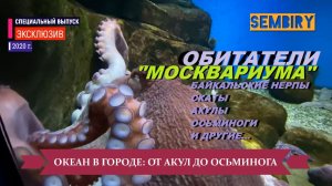 ОКЕАН В ГОРОДЕ. ОБИТАТЕЛИ МОСКВАРИУМА: СКАТЫ. ОСЬМИНОГИ. ЭКСКЛЮЗИВ. ЕЖЕДНЕВНО. Выпуск от 21.06.2021