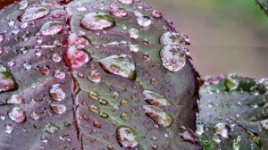 Пью горстями росу по утру. Музыка исполнение Виктор Бекк - 2016 г