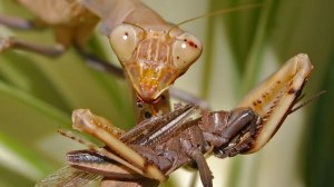 Богомол в деле