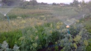 Хитрый Полив Огорода С Регулятором и Разветвителем